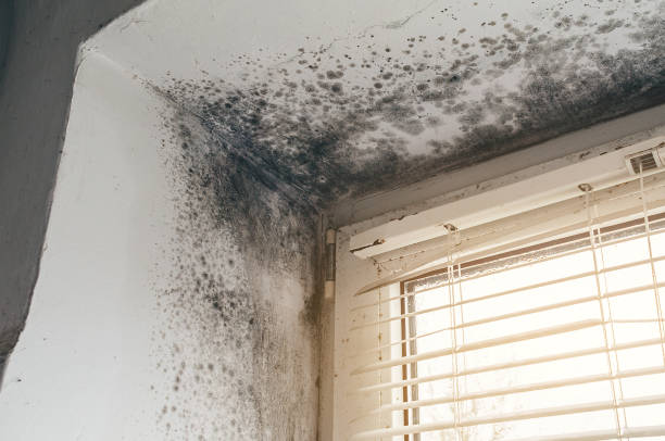 Affordable Mold Inspection And Testing solutions in Olivia, MN
